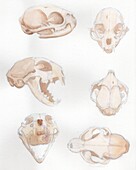 Bobcat skull, illustration