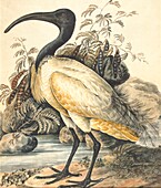 Black-headed ibis, 19th century illustration