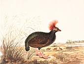 Crested wood-partridge, 18th century illustration