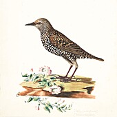 Starling, 18th century illustration