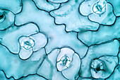 Leaf epidermis, light micrograph