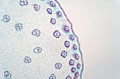 Cross section of monocot stem, light micrograph