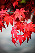 Japanese maple in autumn colours