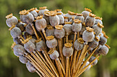 Dried poppy seedheads