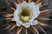 Flower portrait of the 'Queen of the Night'
