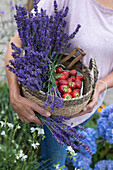 Frau trägt Korb mit frisch geerntetem Lavendel und Erdbeeren