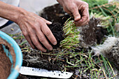 Schnittlauch zurückschneiden, Teilen und in kleinere Töpfe einpflanzen