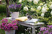 Basket with Angelonie 'Blue' 'Dark Violet' on bench, little cat sitting on pillow, pink petunia in front of it, hydrangea 'Annabelle' behind