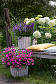 Little cat sitting next to the basket with Angelonia 'Blue' 'Dark Violet' on a bench with cushion, in front of it pink petunia, behind it hydrangea 'Annabelle
