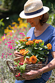 Woman carrying basket of zinnias in terracotta pots