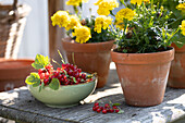 Schale mit frisch gepflückten, roten Johannisbeeren und Tontöpfe mit Studentenblumen