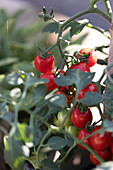 Tomato 'Romello Plant