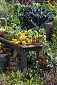 Arbeitstisch im Gemüsegarten mit frisch geernteten gelben Zucchini, Zucchiniblüten und Gemüse-Jungpflanzen, Tomatenpflanze, Palmkohl