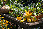 Arbeitstisch im Gemüsegarten mit frisch geernteten gelben Zucchini, Zucchiniblüten und Gemüse-Jungpflanzen