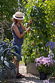 Woman picking pole beans, pots of phlox, decorative lily and palm kale 'Nero di Toskana'