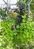 Sichtschutz-Bepflanzung am Rankgerüst: Süßkartoffel, mexikanische Sonnenblume und Strauchbasilikum