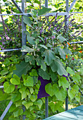 Pflanztopf am Rankgitter bepflanzt mit Aubergine, Süßkartoffel und Strauchbasilikum