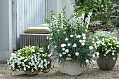 White plants on a gravel terrace: Petunia 'Mini Vista White', Carnation 'Devon Dove', angelonia 'Carrara', graceful spurge, nemesia, Rosemary, and Thyme
