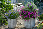 White baskets with petunia 'Mini Vista Hot Pink', graceful spurge, angelonia and starflower 'Starshine Blue' on a gravel terrace