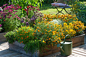 Terrace with raised beds made of pallet top frames planted with golden marigolds, Tickseed 'Pineapple Pie', thyme, graceful spurge, allium, jewelweed, and foxtail