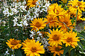 Sonnenauge 'Sole d'Oro' mit Spinnenblume 'Senorita Blanca'