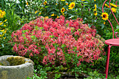 Garten-Wolfsmilch 'Fireglow' mit leuchtend roten Blättern