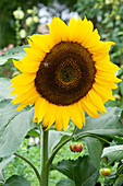 Sunflower 'Summertime' with bee