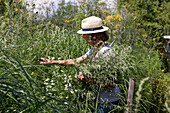 Woman harvesting mugwort to dry as a spice or as an herb for smoking