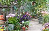 Terrasse mit Bechermalven, Petunie 'Mini Vista Violet', Prachtkerze 'Lillipop Pink', Eisenkraut, Kohlrabi und Erdbeerpflanze in Tontöpfen, Acapulco-Chair