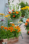 Summer terrace with summer flowers and perennials: coreopsis 'UpTick Gold & Bronze', zinnia, angelonia, yarrow and Allium