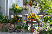 Snack terrace with herb raised bed, redcurrant, tomato 'Romello', sage 'Icterina', golden marigolds, kohlrabi, student flowers and zinnias, chili 'Basket of Fire' and red-flowered strawberry in a terracotta box