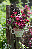 Small bouquet of carnation flowers and valerian in coffee cup hung on post in garden