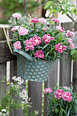 Pot with carnations hung on fence