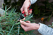 Woman trimming carnation cuttings