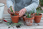 Woman placing carnation cuttings in clay pots