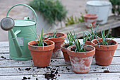 Carnation cuttings in clay pots on the potting table