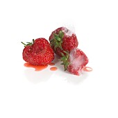 Rotting strawberries