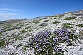 Globularia meridionalis flowers
