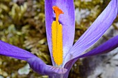 Naples saffron crocus flowers in meadow