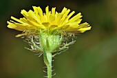 Bristly hawsbeard flower