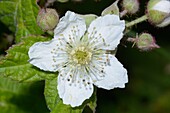 European dewberry blossom