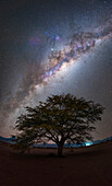 Milky Way over a tree, Atacama Desert, Chile