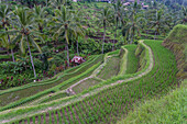 Terraced rice fields in Bali, Indonesia