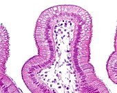 Simple columnar epithelium, light micrograph