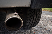 Spotted lanternfly on a vehicle exhaust