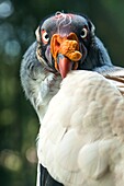 The King Vulture's a large orange wattle
