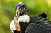 Female Andean Condor portrait
