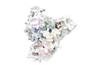 Albumin complexed with dexamethasone, molecular model