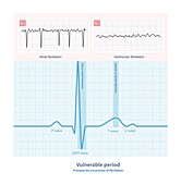 Vulnerable period, illustration