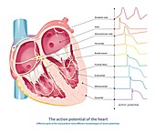 Action potential of the heart, illustration